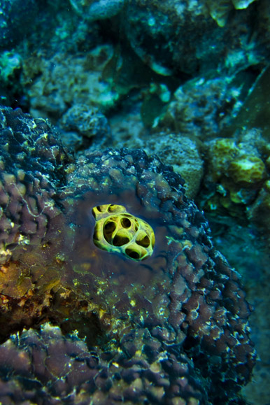 Bonaire 1