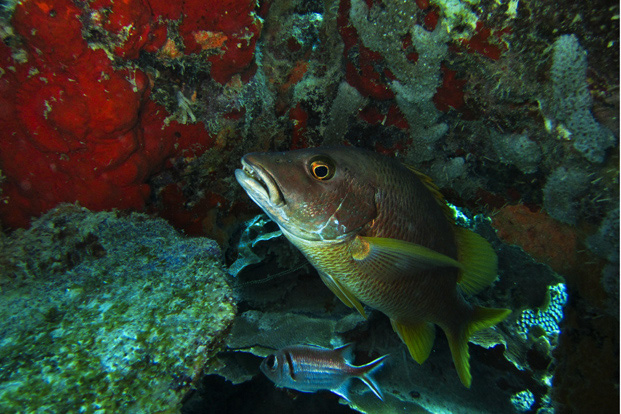 Bonaire 2