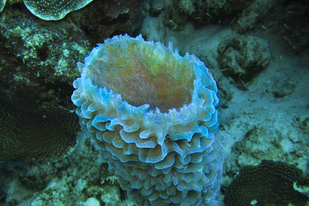 Bonaire 3