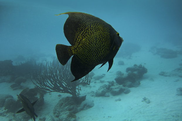 Bonaire 5