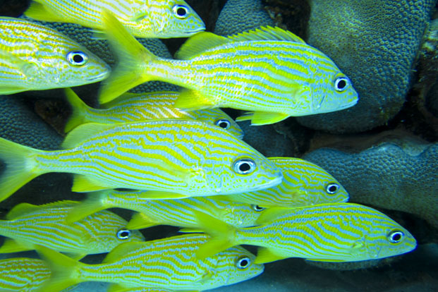 Bonaire 7