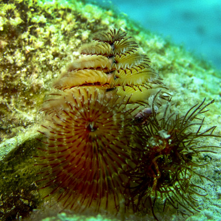 Bonaire 9