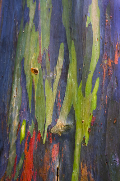 Eucalyptus