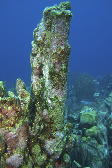 Bonaire 11