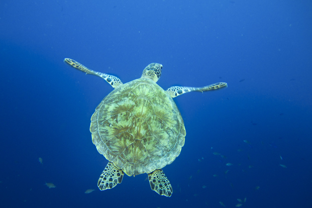 Bonaire 12
