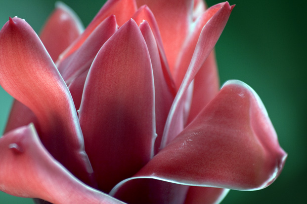 Fleur rouge