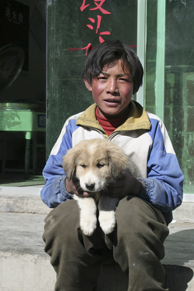 Tiber gamin chien