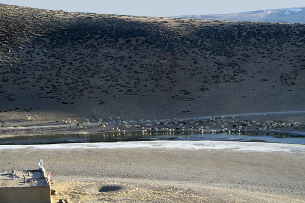 Tibet moutons