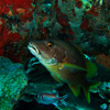 Bonaire 2
