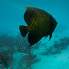 Bonaire 5