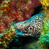 Bonaire 8