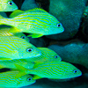 Bonaire 7