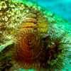 Bonaire 9