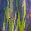 Eucalyptus