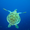 Bonaire 12