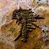 Épiphyte I