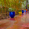 Jardin Majorelle